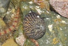 Tegula eiseni