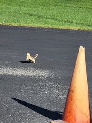 Urocitellus richardsonii