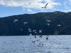 Larus dominicanus dominicanus