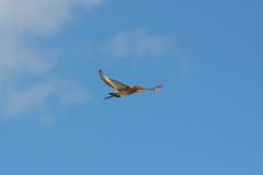 Limosa limosa
