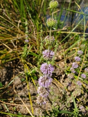 Mentha pulegium