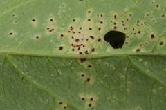 Puccinia convolvuli