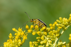 Trirhabda canadensis