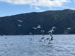 Larus dominicanus dominicanus