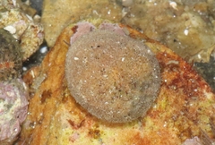 Crepipatella lingulata