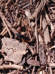 Urocerus cressoni