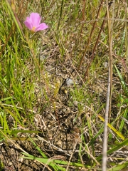 Cosmos bipinnatus