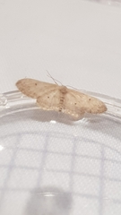 Idaea seriata