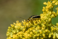Trirhabda canadensis