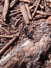 Urocerus cressoni