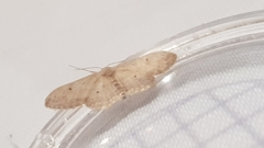 Idaea seriata
