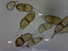 Puccinia circaeae