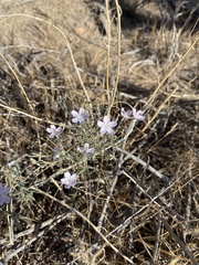 Stephanomeria
