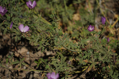 Sidalcea glaucescens