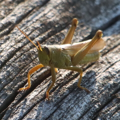 Schistocerca lineata