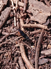 Urocerus cressoni