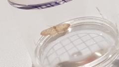 Idaea seriata