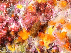 Gnathophyllum elegans