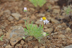 Erigeron poliospermus poliospermus