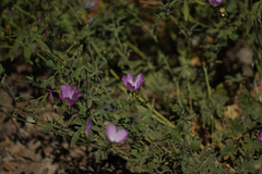 Sidalcea glaucescens