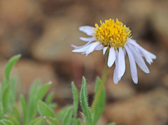 Erigeron poliospermus poliospermus