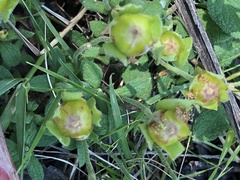 Cistus salviifolius