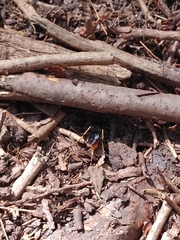 Urocerus cressoni