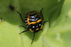 Murgantia histrionica