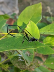 Pelecinus polyturator