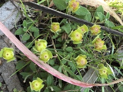 Cistus salviifolius