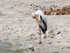 Mycteria ibis