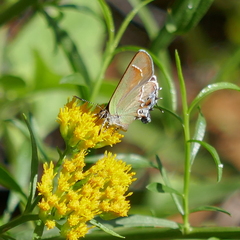 Callophrys gryneus