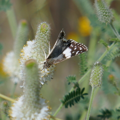 Heliopetes domicella