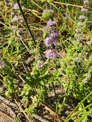 Mentha pulegium