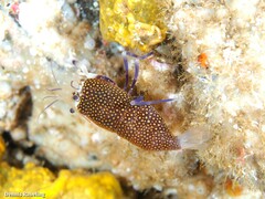 Gnathophyllum elegans