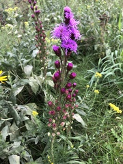Liatris ligulistylis