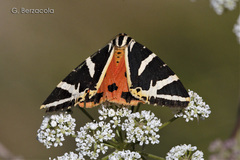 Euplagia quadripunctaria