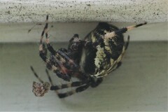 Neoscona domiciliorum