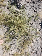 Salsola tragus