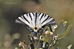 Iphiclides podalirius