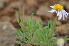 Erigeron poliospermus poliospermus