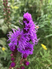 Liatris ligulistylis