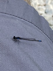 Enallagma geminatum