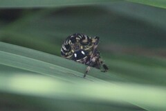 Neoscona domiciliorum