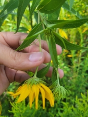 Helianthus grosseserratus