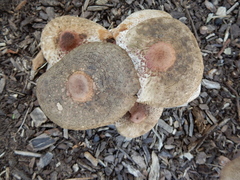 Leucoagaricus americanus