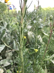 Liatris ligulistylis