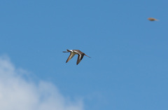 Limosa limosa