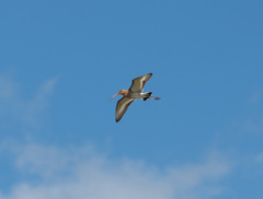 Limosa limosa