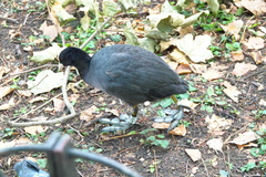 Fulica atra